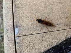 Urocerus flavicornis