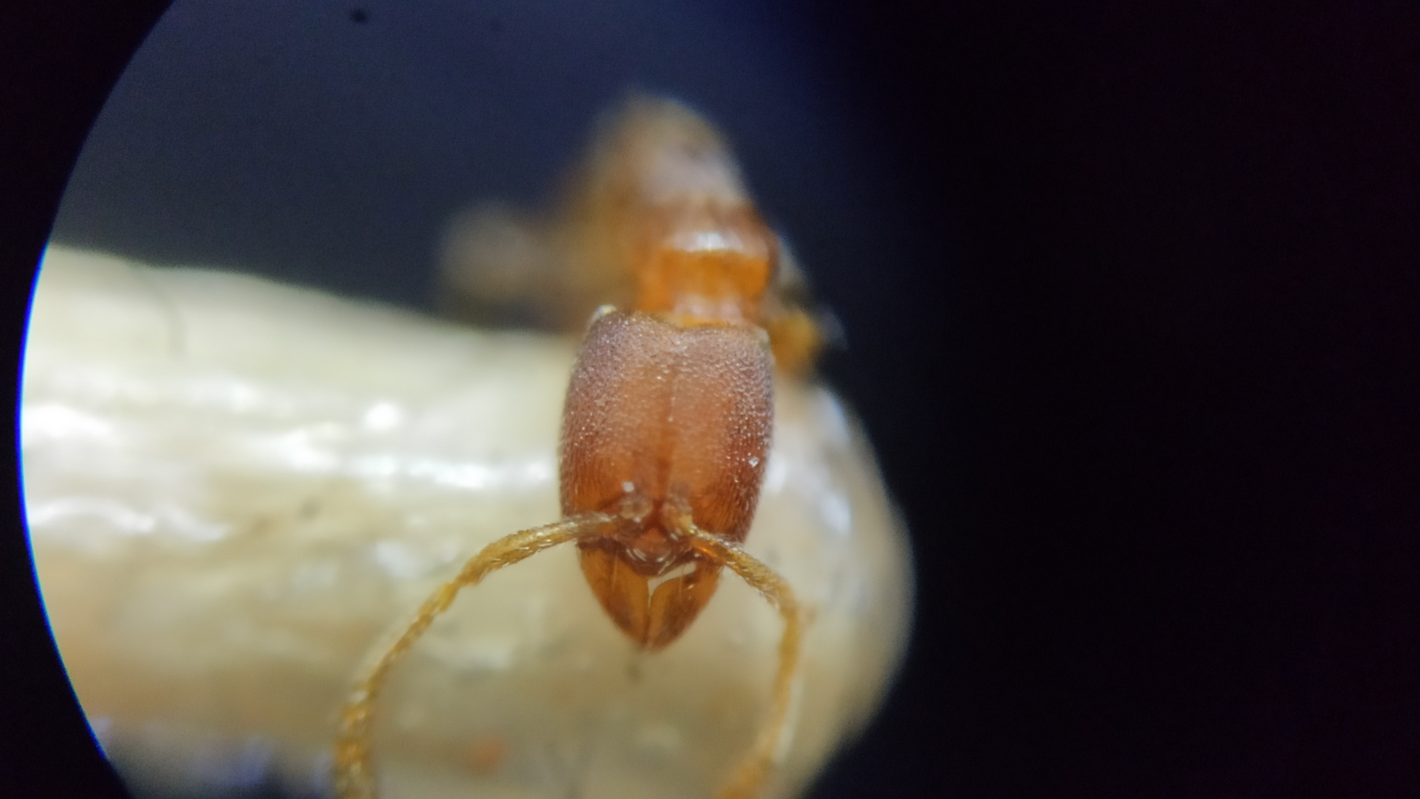 Typhlomyrmex pusillus