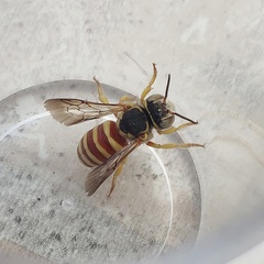 Icteranthidium grohmanni