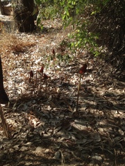 Arum palaestinum