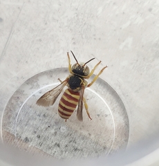 Icteranthidium grohmanni