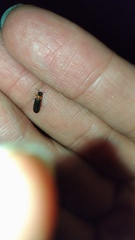 Luciola filiformis