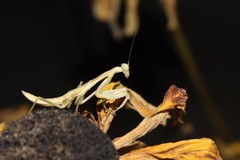 Hierodula tenuidentata