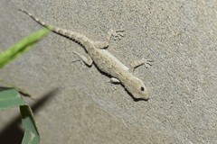 Mediodactylus russowii