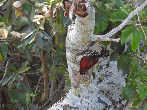 Crimson-backed Flameback (Chrysocolaptes stricklandi), photo 5