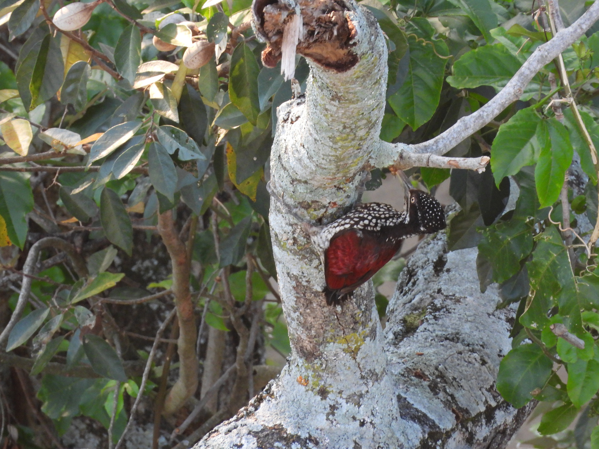Crimson-backed Flameback (Chrysocolaptes stricklandi), photo 10