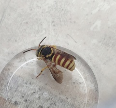 Icteranthidium grohmanni
