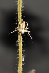 Oxyopes globifer