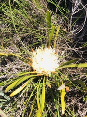 Protea aspera