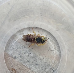 Icteranthidium grohmanni