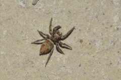 Plexippus devorans