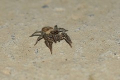 Plexippus devorans