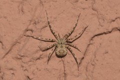 Ovtsharenkoia pallida
