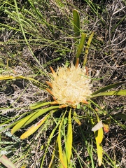 Protea aspera