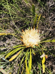 Protea aspera