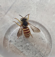 Icteranthidium grohmanni