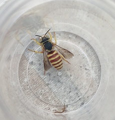 Icteranthidium grohmanni