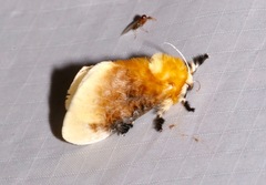 Megalopyge bissesa