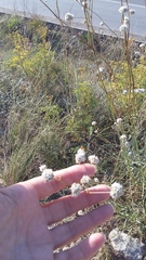 Gypsophila pallasii