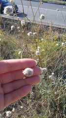 Gypsophila pallasii
