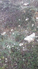 Gypsophila pallasii