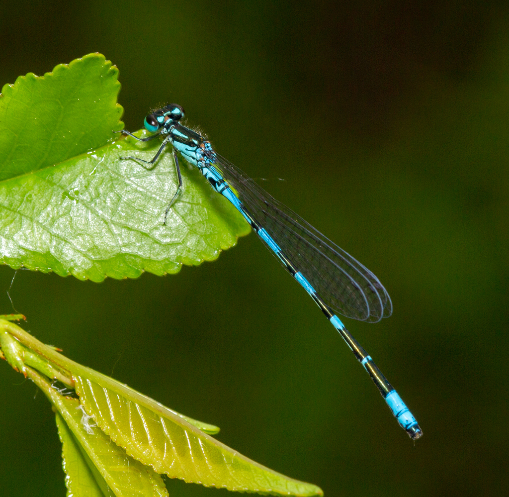 Arctic Bluet
