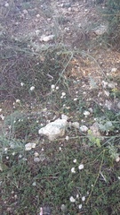 Gypsophila pallasii
