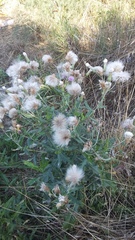 Cirsium arvense vestitum