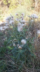 Cirsium arvense vestitum