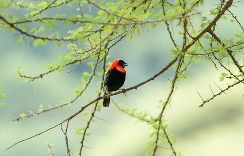 Black Bishop (Euplectes gierowii), photo 9