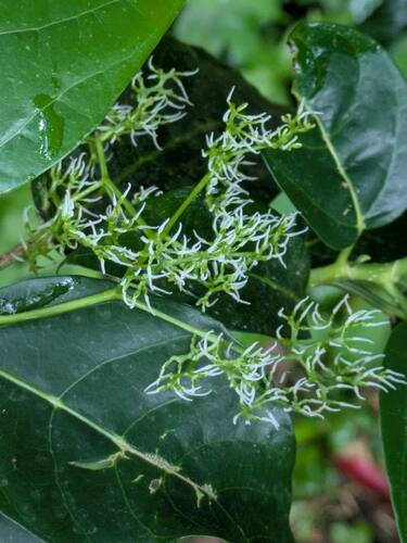 Dendrocnide, 2025-03-03