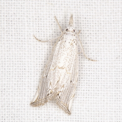 Haimbachia albescens