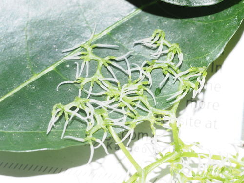 Image of Dendrocnide harveyi by (c) Kevin Faccenda, some rights reserved (CC BY)