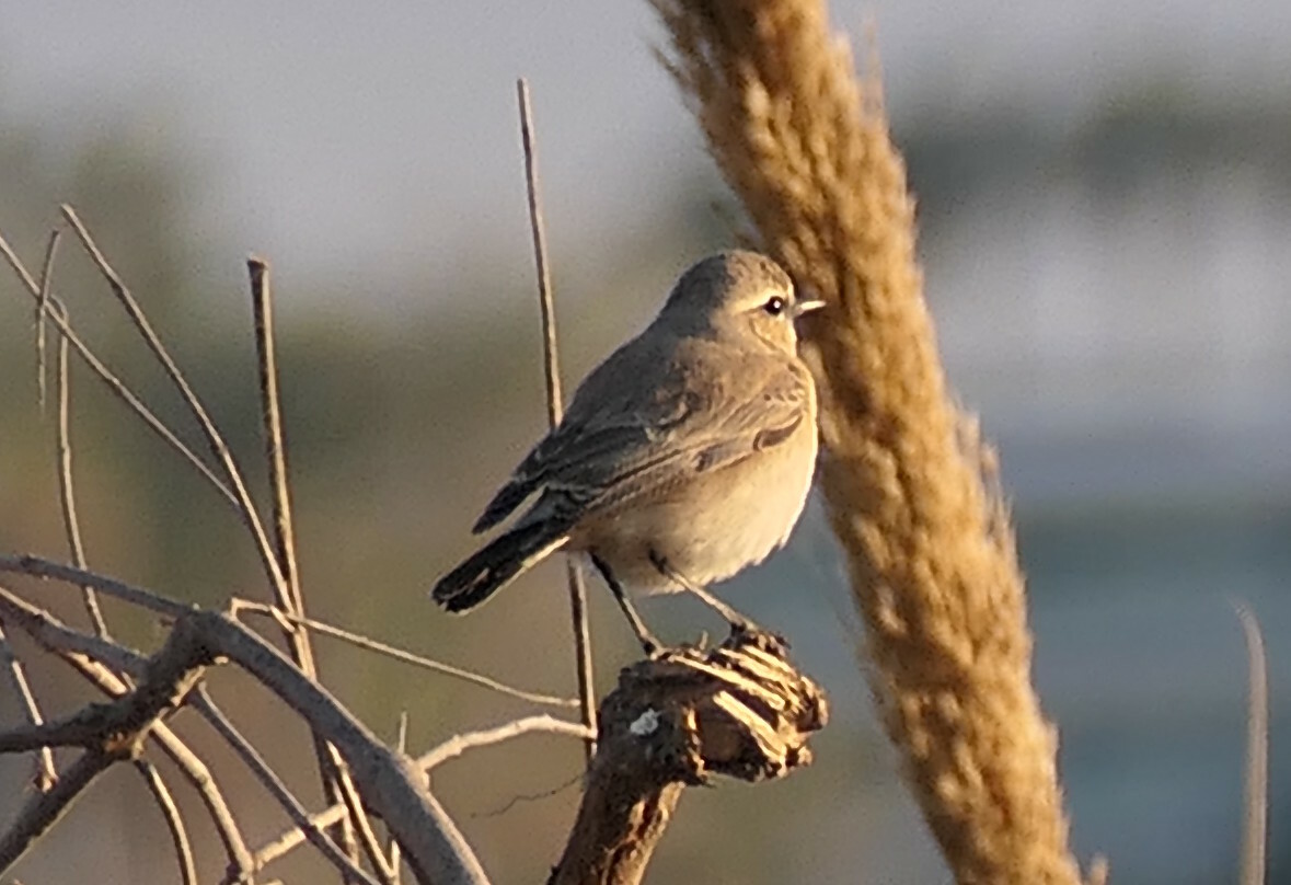 Isabelline Wheatear
