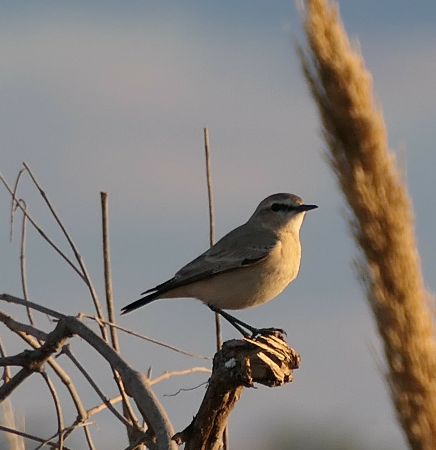 Isabelline Wheatear