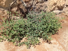 Capparis zoharyi