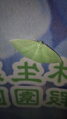 Tanaoctenia haliaria