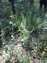 Helianthus mollis