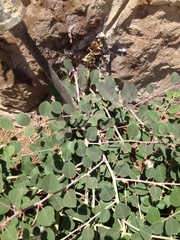 Capparis zoharyi