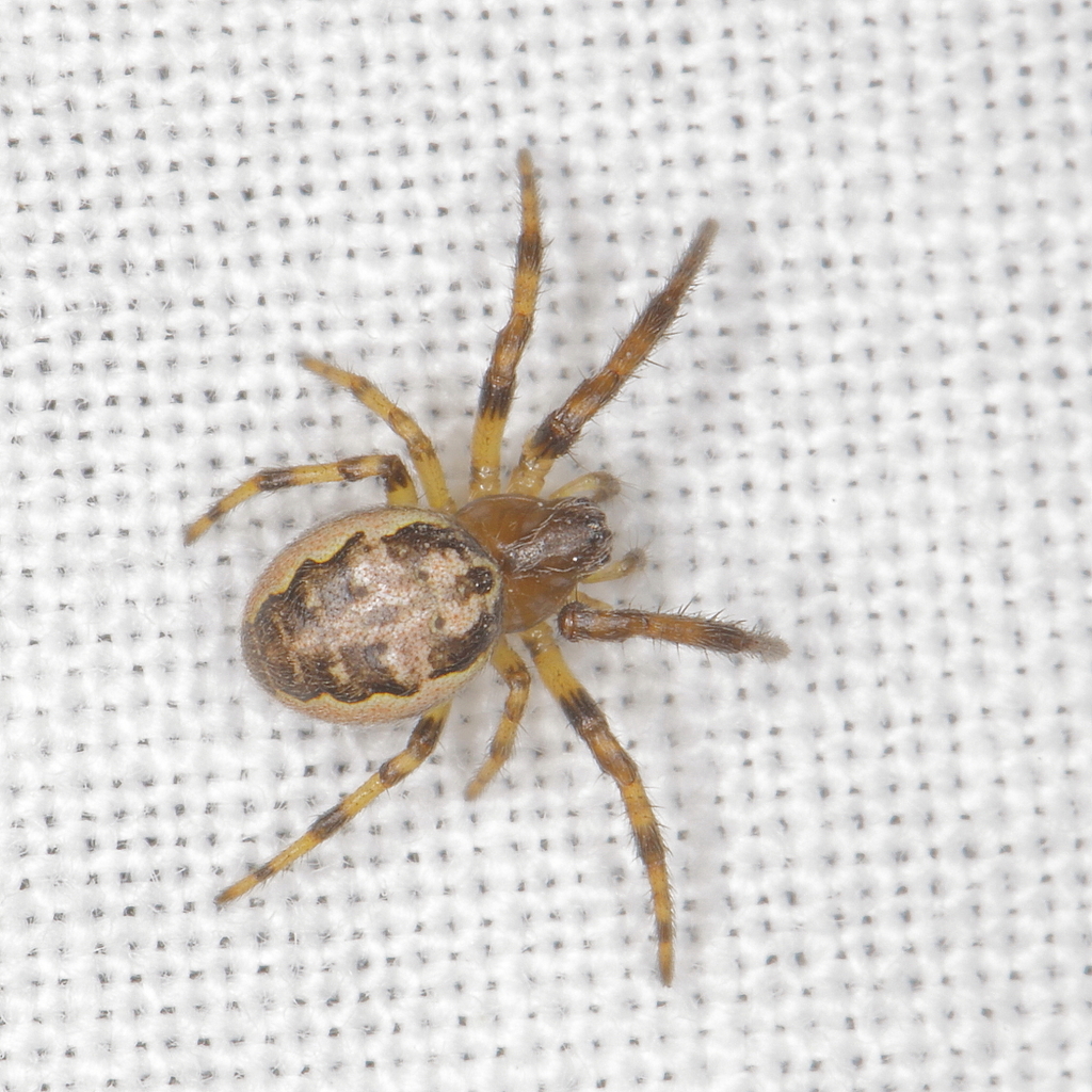 Larinioides cornutus