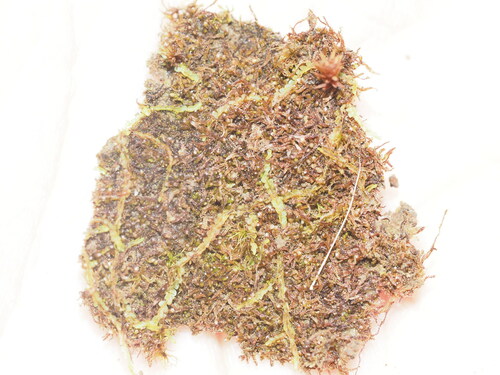 Cephaloziella kilohanensis observed 2025-03-03