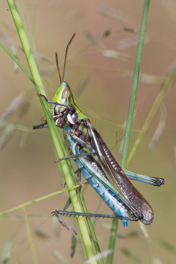 Syrbula