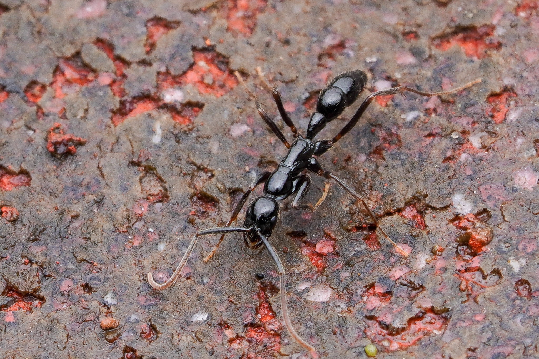 Leptogenys kraepelini