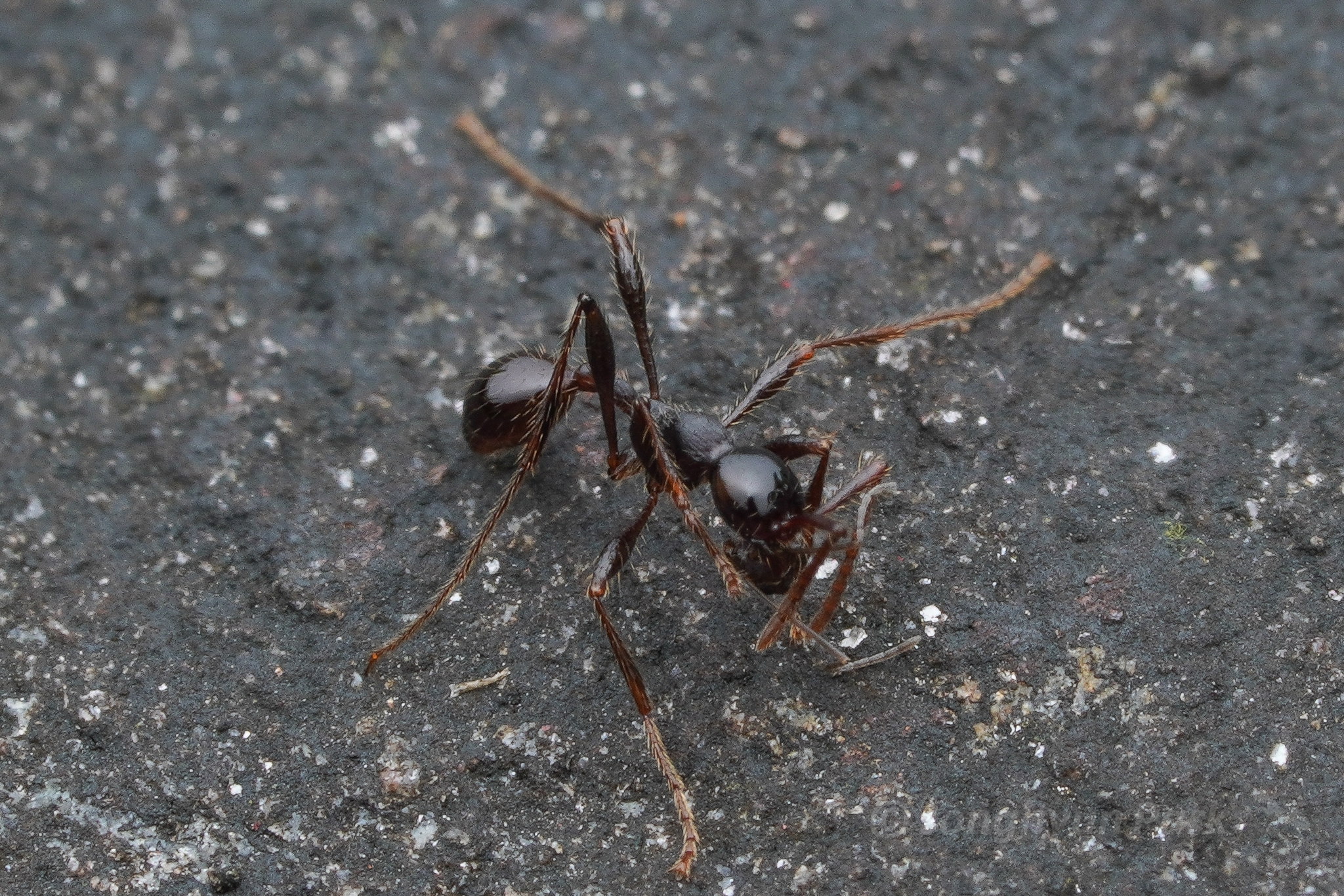 Aenictus binghamii