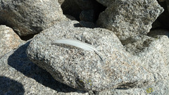 Lagopus muta pyrenaica