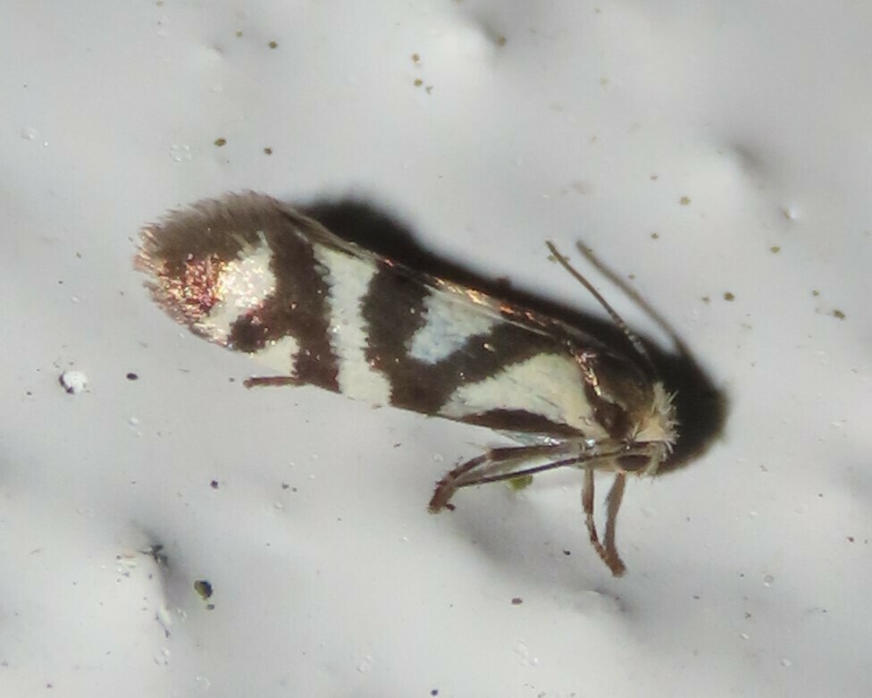 Prodoxus mapimiensis