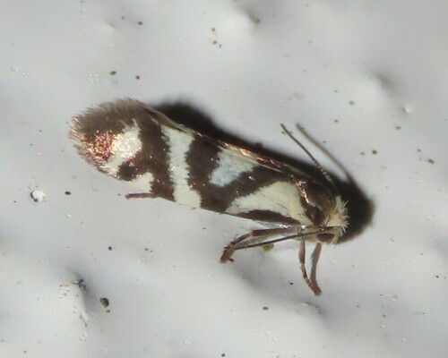 Prodoxus mapimiensis