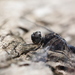 Bradinopyga geminata - Photo (c) purperlibel, μερικά δικαιώματα διατηρούνται (CC BY-SA), uploaded by purperlibel
