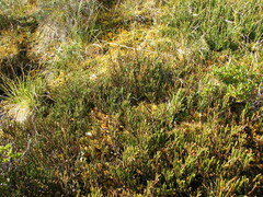 Lepidothamnus fonkii, photograph (c) Cesar Ormazabal, some rights reserved (CC BY)
