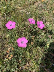 Dianthus pavonius